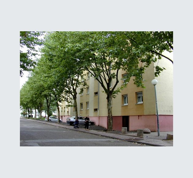 Vieux Chene 1